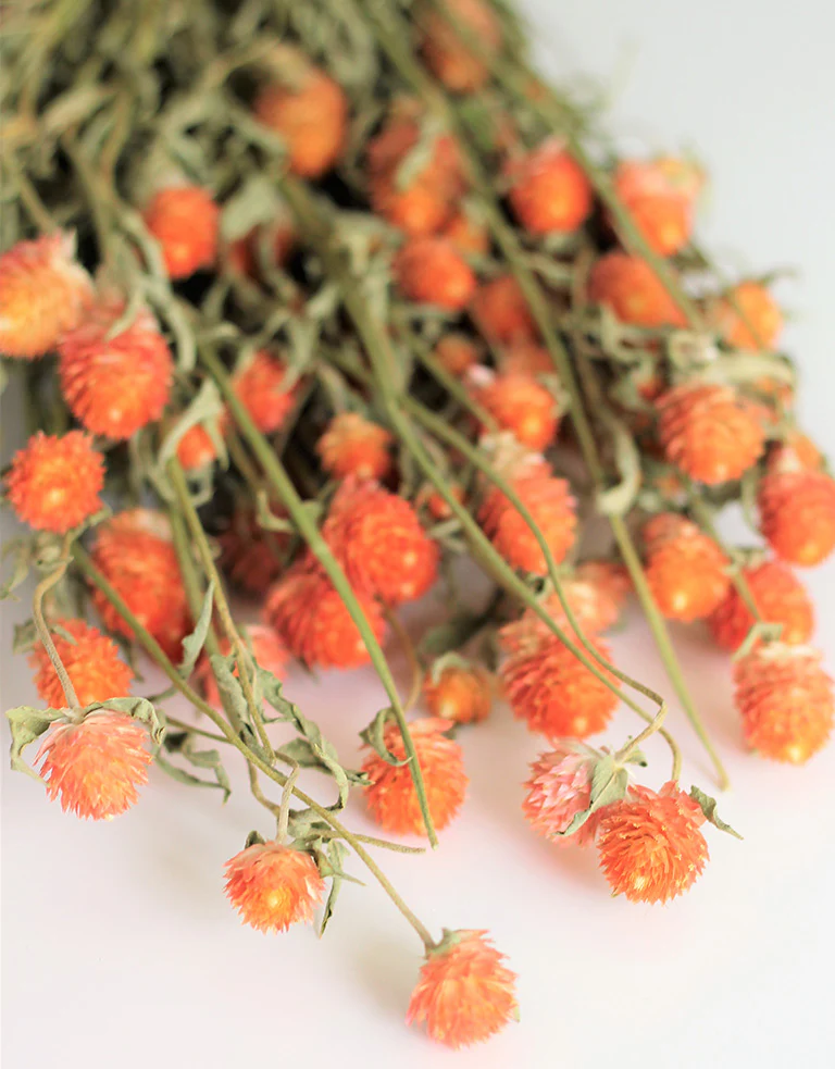 Dried Gomphrena - Orange Bunch, 50 cm - Image 2