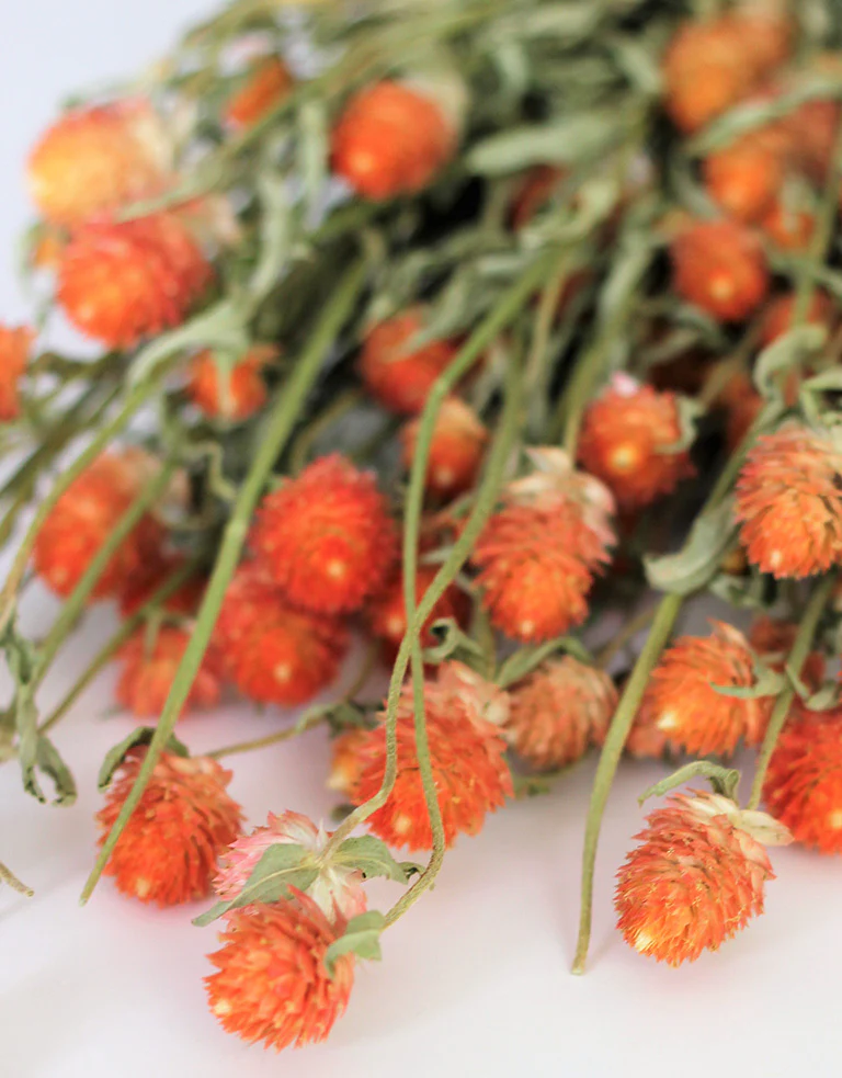 Dried Gomphrena - Orange Bunch, 50 cm - Image 3