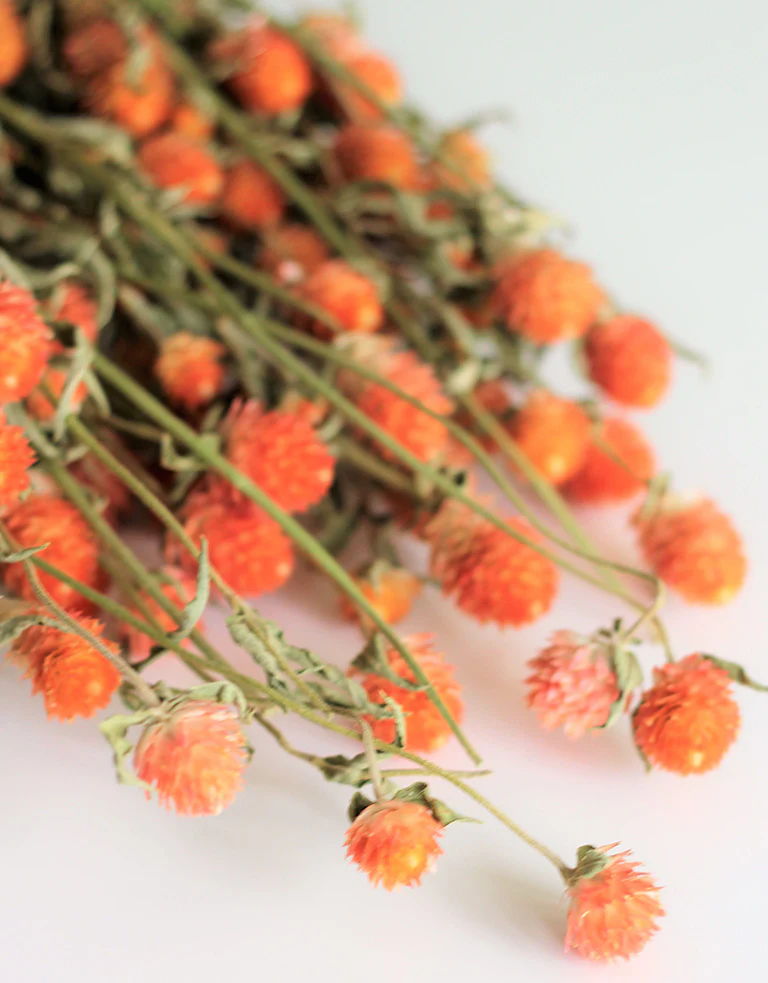 Dried Gomphrena - Orange Bunch, 50 cm - Image 4