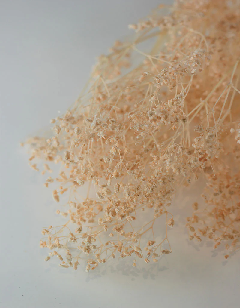 Preserved Gypsophila - Salmon Bunch, 70 cm - Image 2