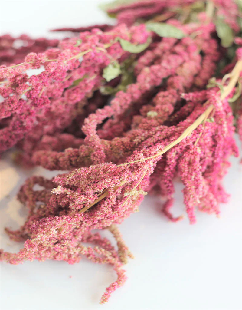 Dried trailing Amaranthus - Red Bunch, 150 grams, 70 cm - Image 4