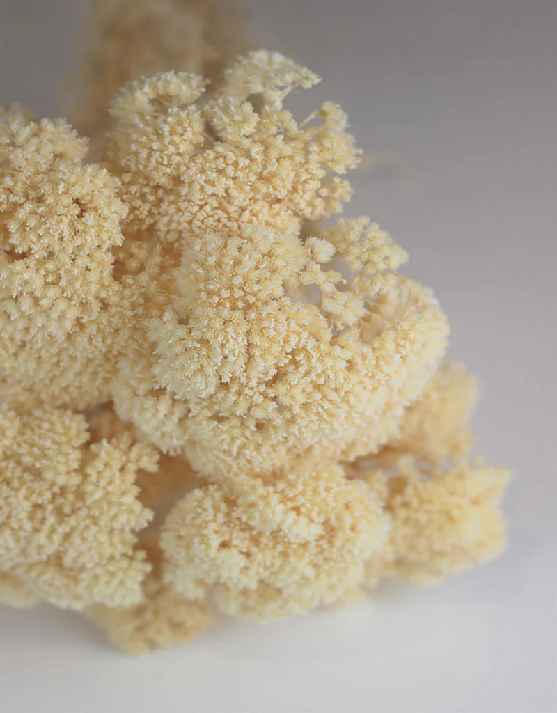 Dried Achillea - Bleached Bunch, 10 Stems, 70 cm - Image 2