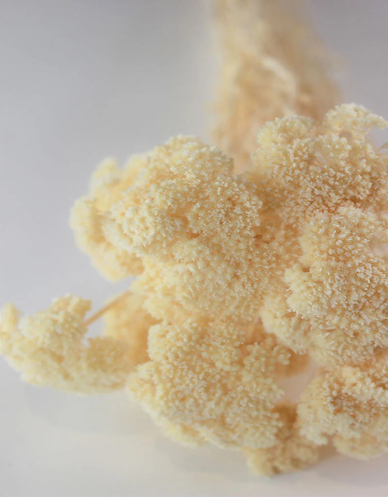 Dried Achillea - Bleached Bunch, 10 Stems, 70 cm - Image 3