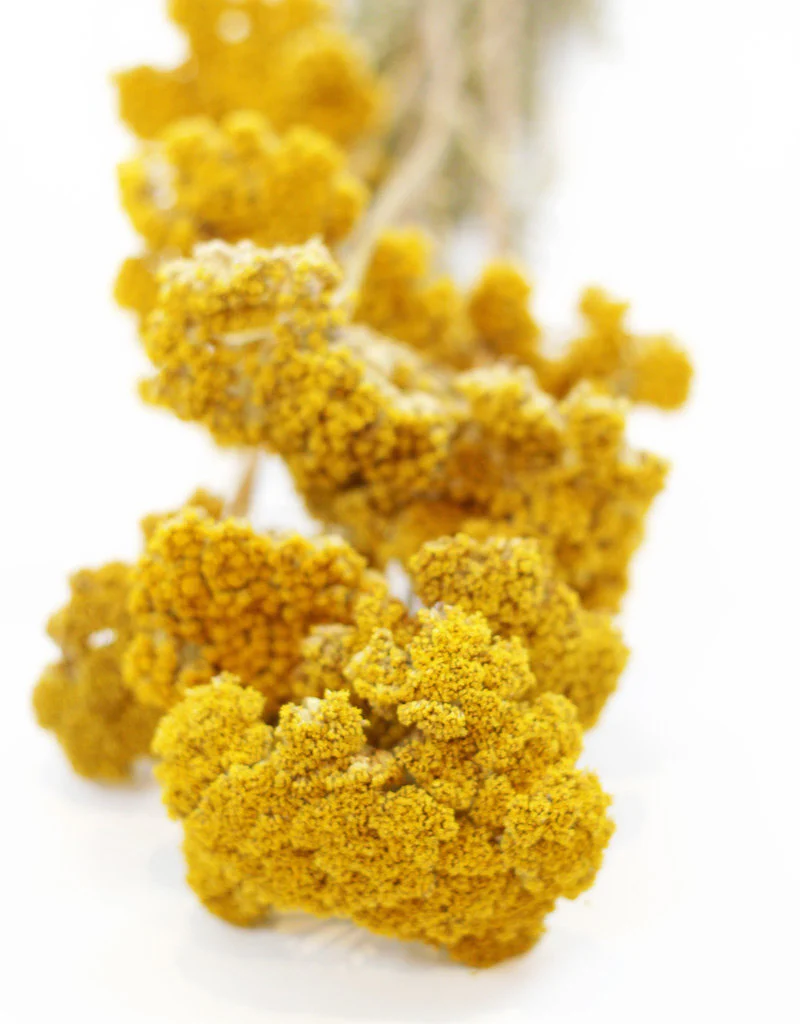 Dried Yellow Achillea Bunch 60 cm - Image 3