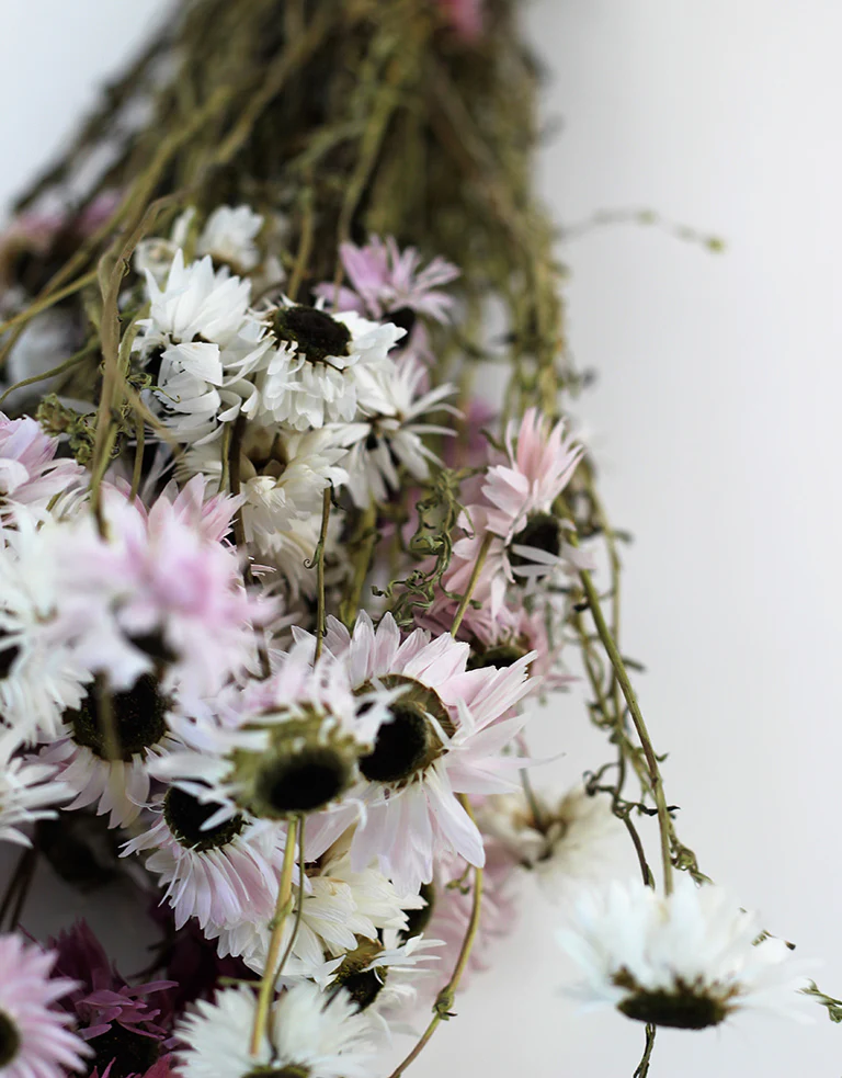 Dried Acroclinium - Pink & White Mixed Bunch, 40 cm - Image 2