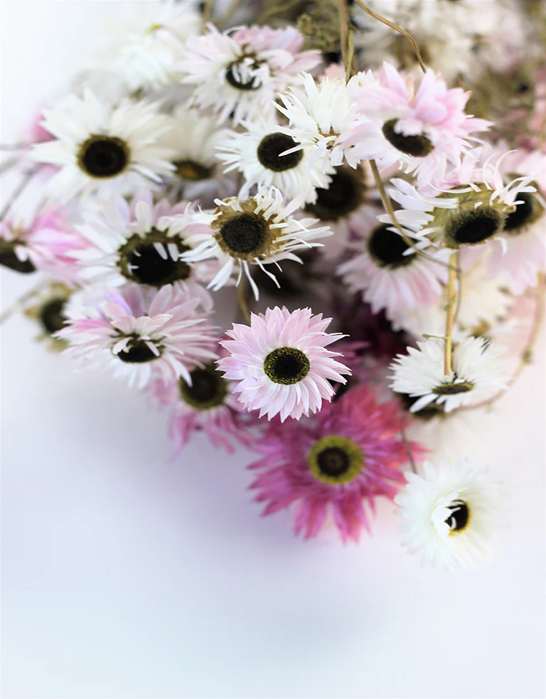 Dried Acroclinium - Pink & White Mixed Bunch, 40 cm - Image 3