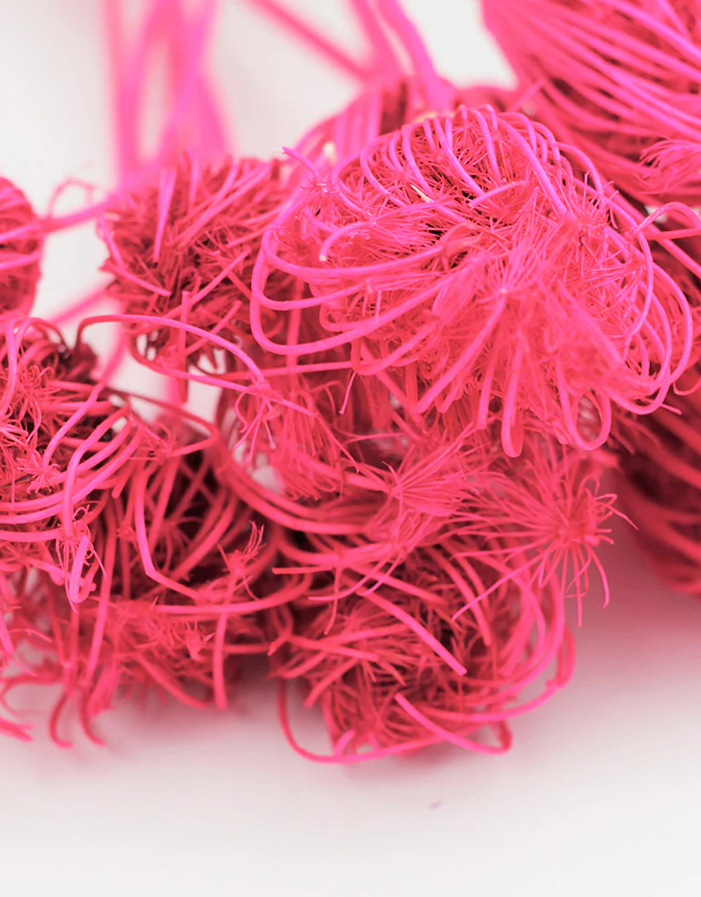 Dried Ammi Majus - Cerise Pink, 55 cm, 10 stems - Image 2