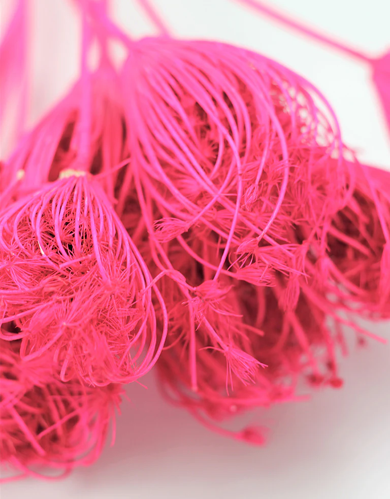Dried Ammi Majus - Cerise Pink, 55 cm, 10 stems - Image 3