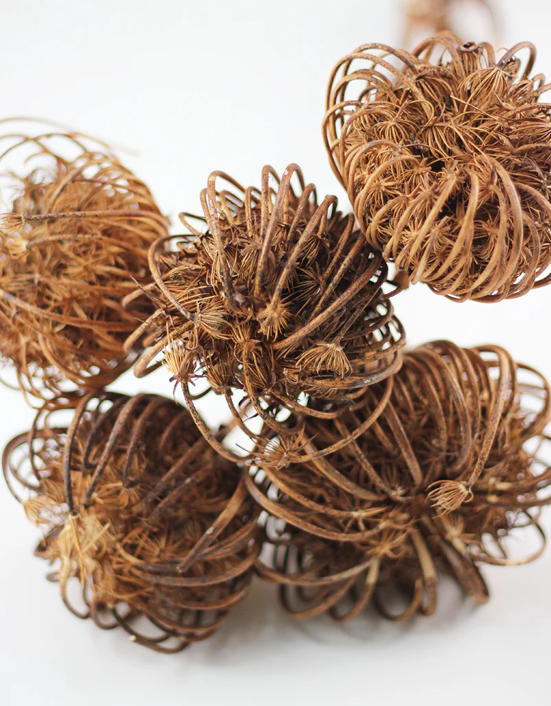 Dried Ammi Majus XL - Natural, 5 stems, 60cm - Image 2