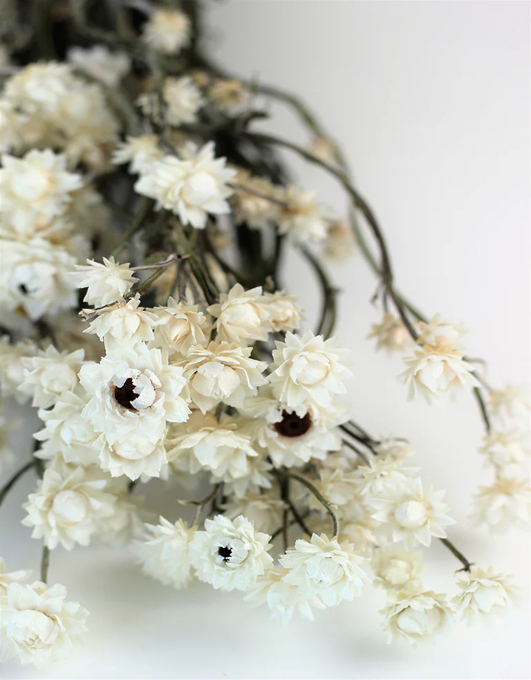 Dried Ammobium - White Bunch, 45 cm - Image 2