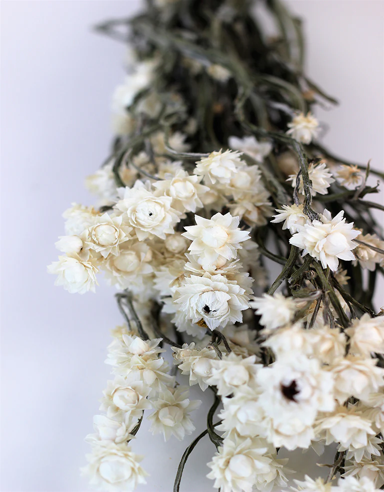 Dried Ammobium - White Bunch, 45 cm - Image 3