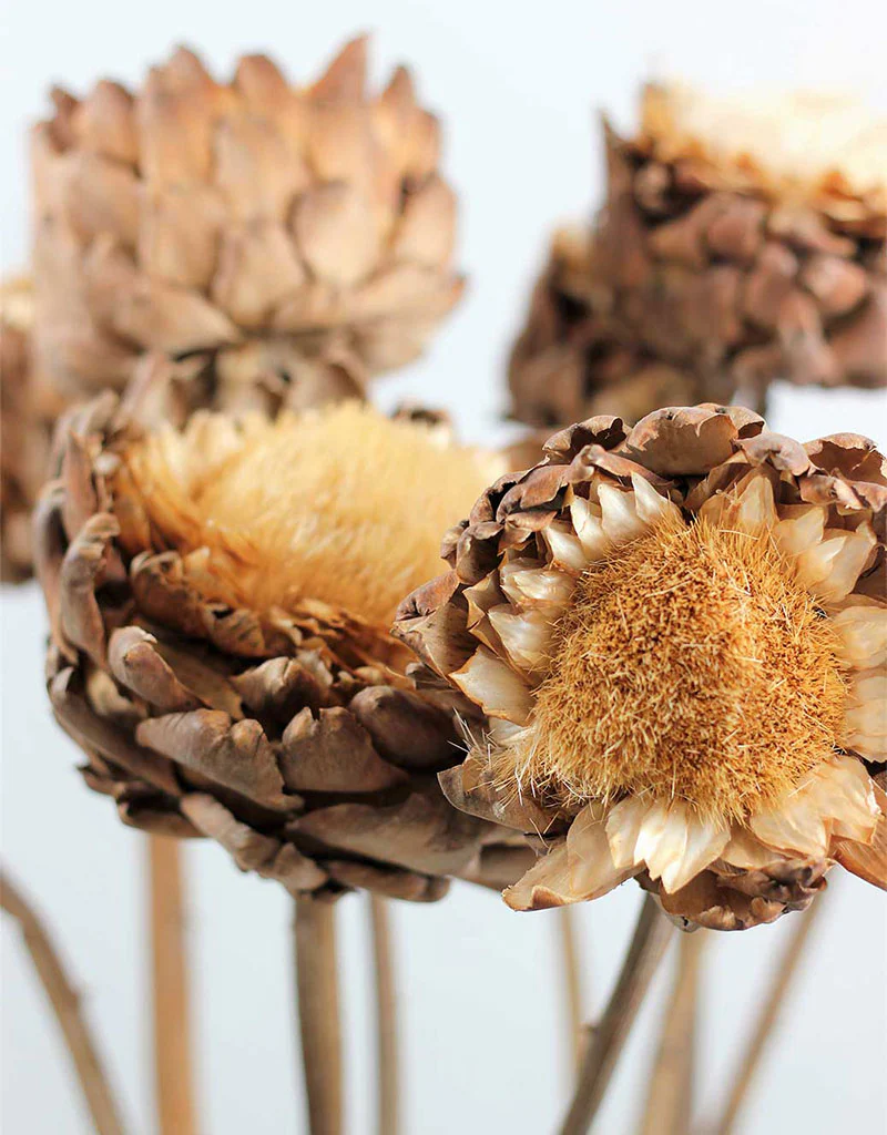 Dried Artichokes Spray (Cynara) - Natural, XL, 2 Stems,multiple heads 120 cm - Image 2