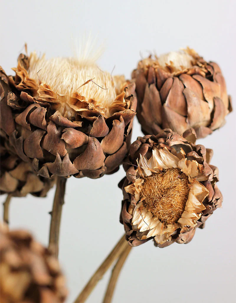 Dried Artichokes Spray (Cynara) - Natural, XL, 2 Stems,multiple heads 120 cm - Image 3