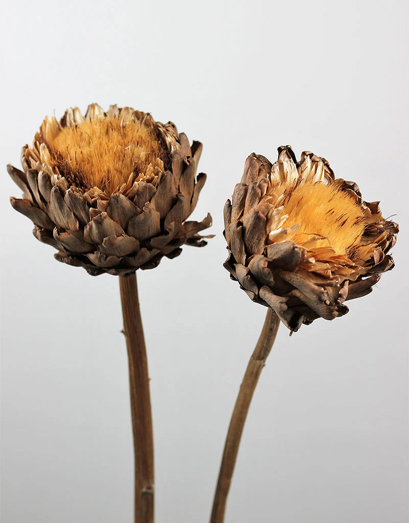 Dried Artichokes Spray (Cynara) - Natural, XL, 2 Stems,multiple heads 120 cm - Image 4