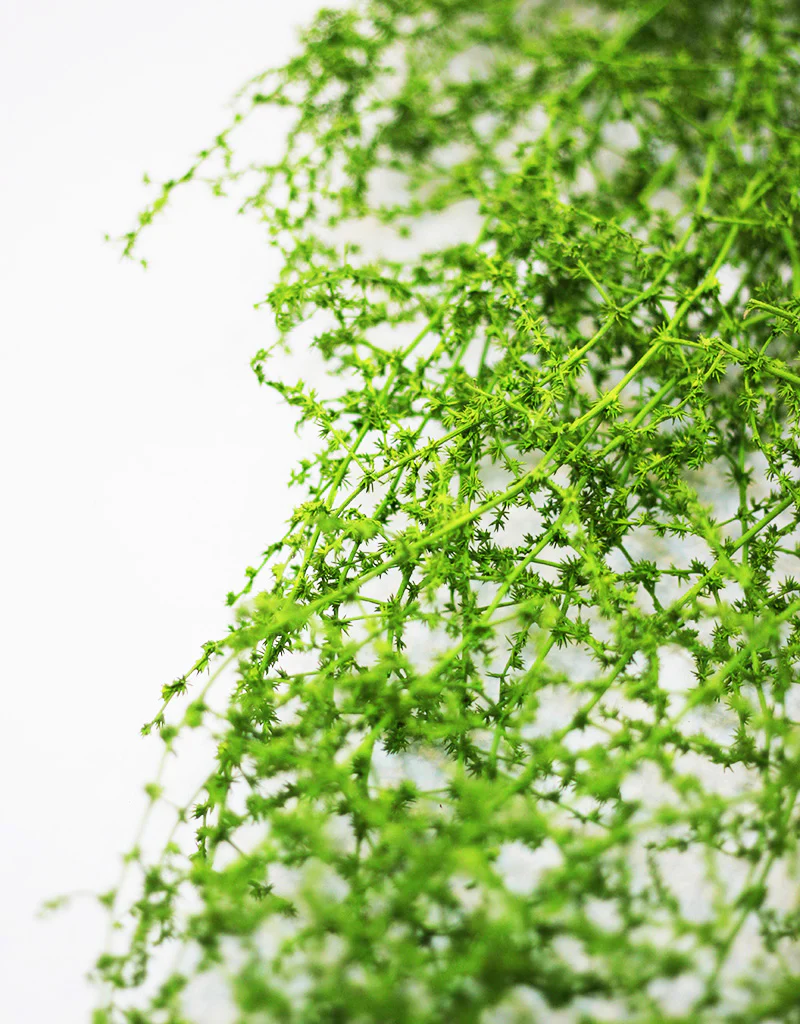 Dried Asparagus Fern - Green bunch, 70cm - Image 2