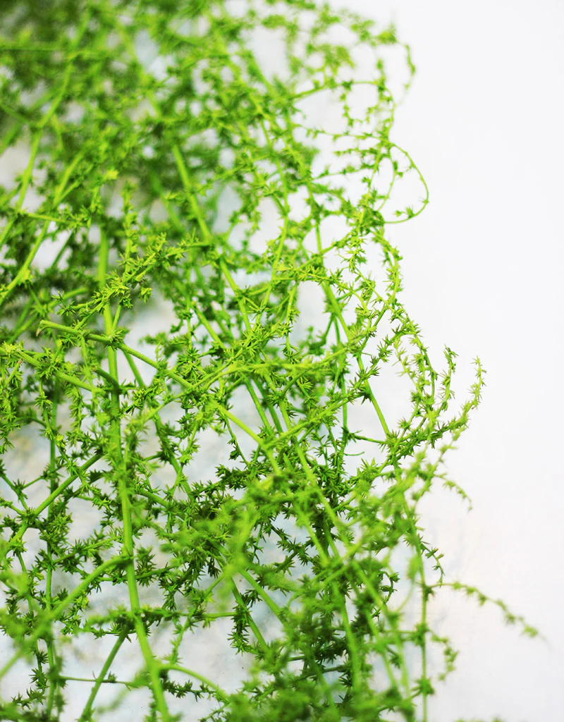 Dried Asparagus Fern - Green bunch, 70cm - Image 3