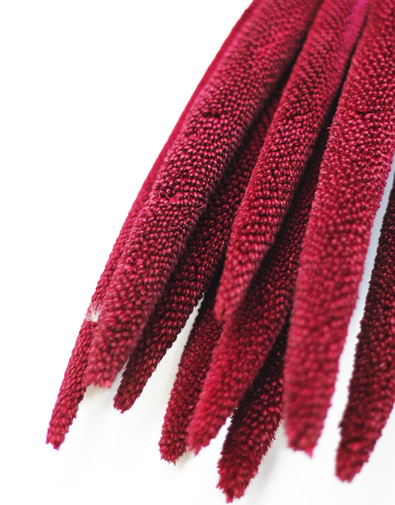 Dried Babala - Bordeaux/Magenta Flowers Bunch, 10 Stems, 65 cm - Image 3