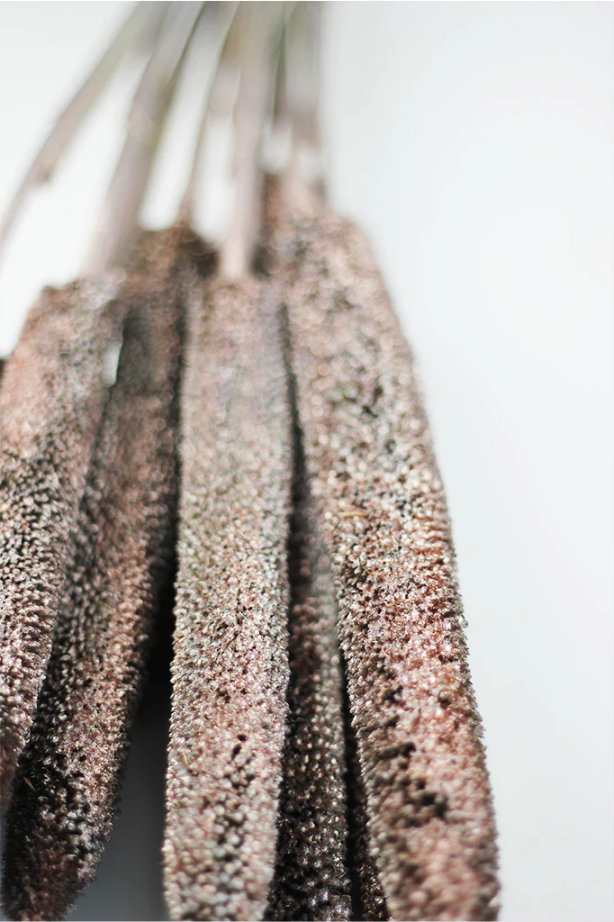Dried Babala - Champagne Bunch, 8 stems, 70 cm - Image 3