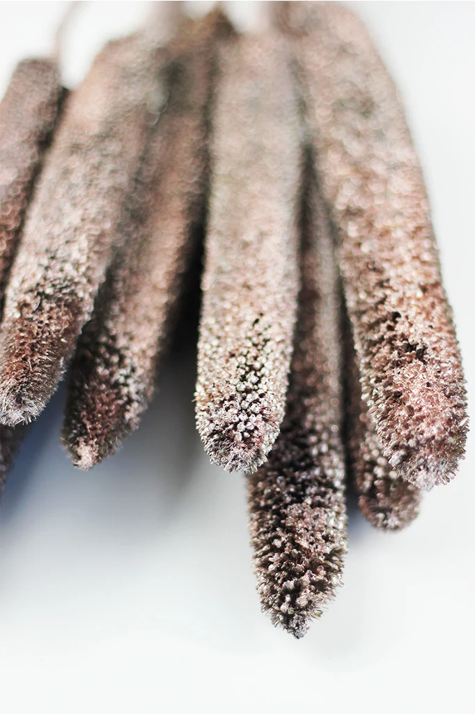 Dried Babala - Champagne Bunch, 8 stems, 70 cm - Image 4