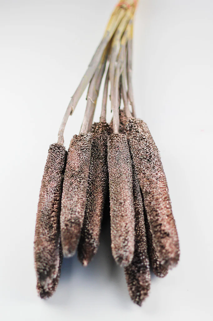 Dried Babala - Champagne Bunch, 8 stems, 70 cm - Image 5