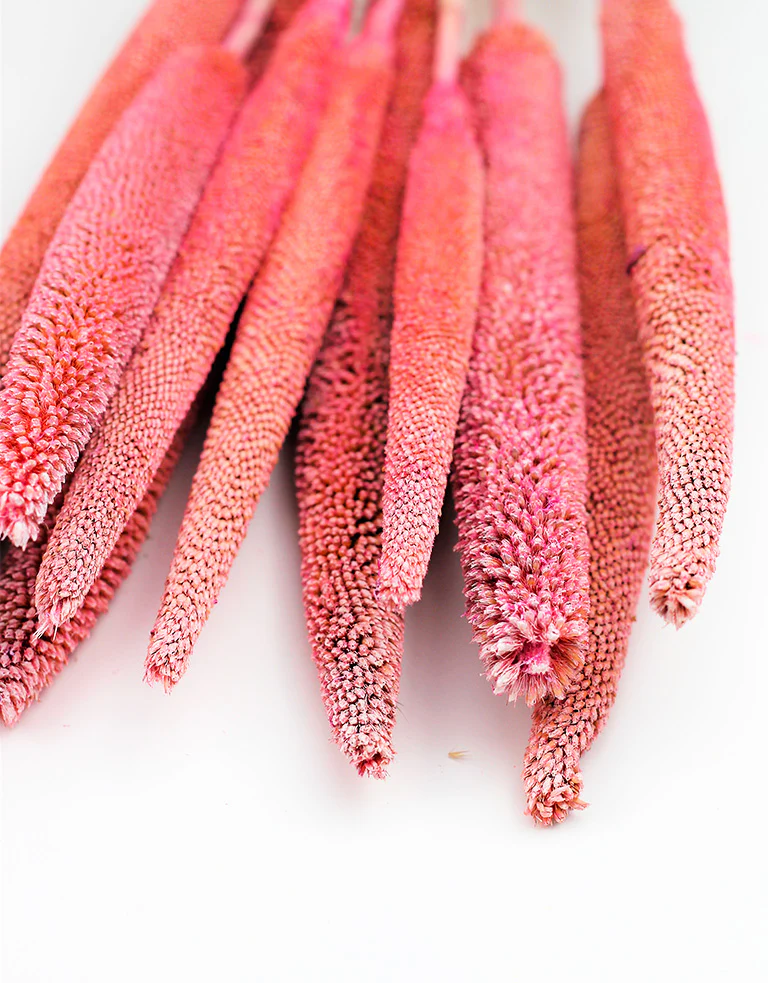 Dried Babala - Frosted Pink Bunch, 10 stems, 70 cm - Image 2