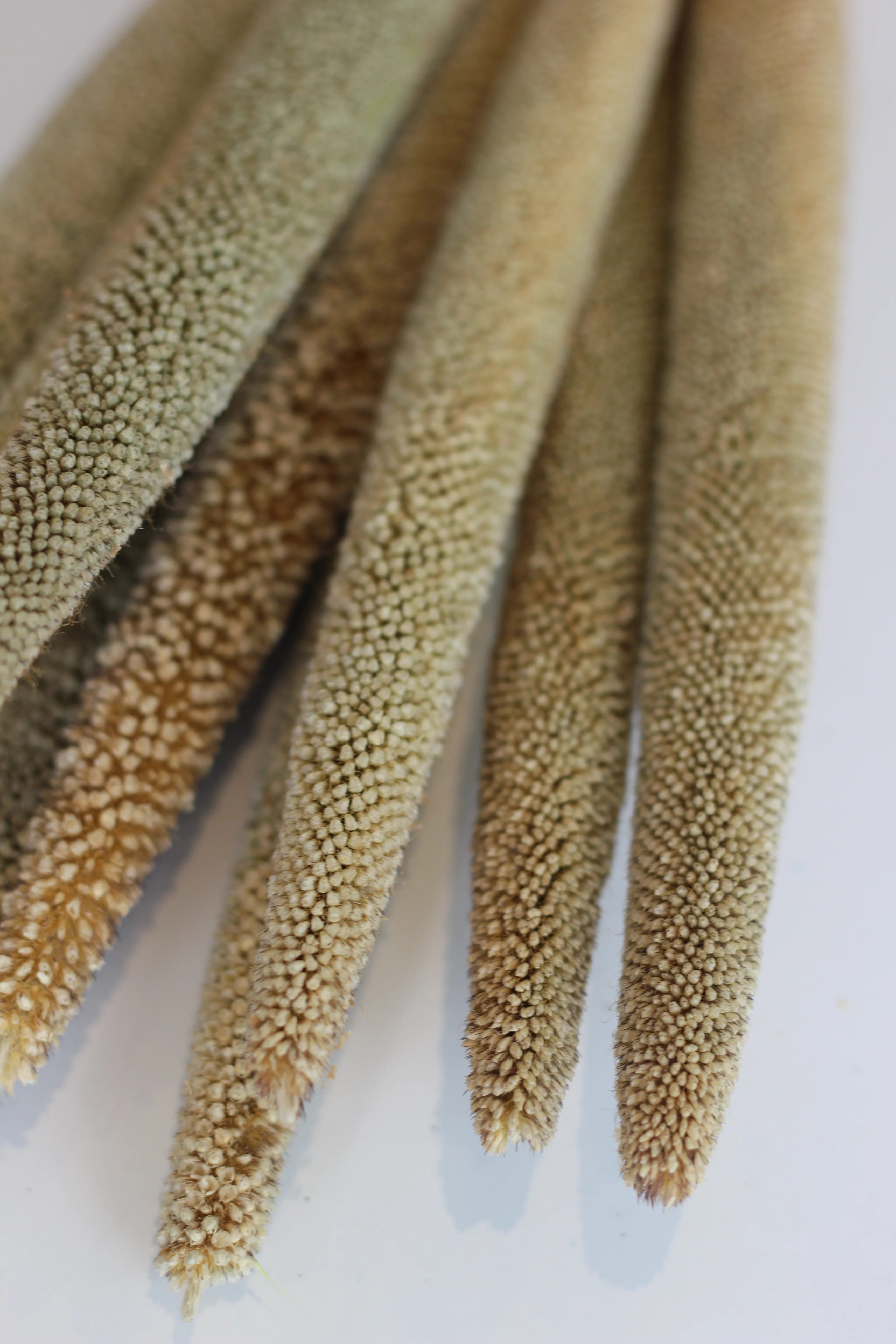 Dried Babala - Natural Bunch, 10 Stems, 60 cm - Image 3