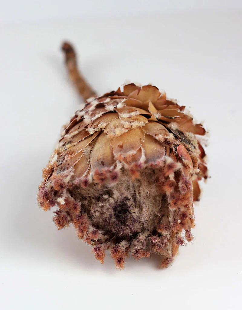 Dried Barbigera Protea - Natural, Soft Blush Pink, 4 stems, 25 cm - Image 2