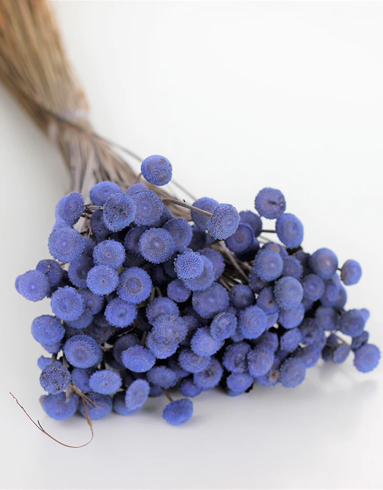 Dried Batao -  Lilac Bunch, 100 grams, 50 cm - Image 2