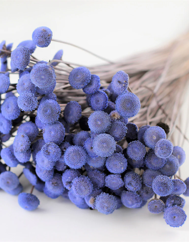 Dried Batao -  Lilac Bunch, 100 grams, 50 cm - Image 3