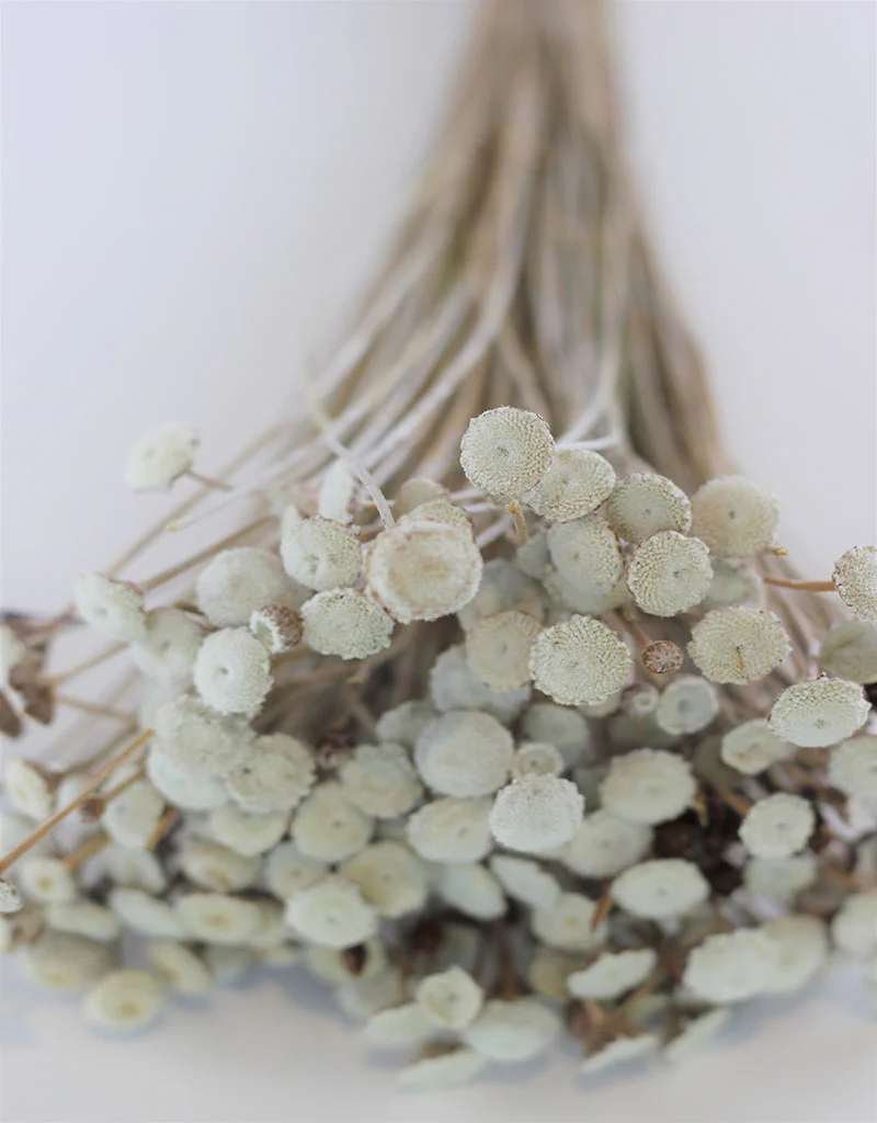 Dried Batao - Natural Bunch, 100 grams, 60 cm - Image 2