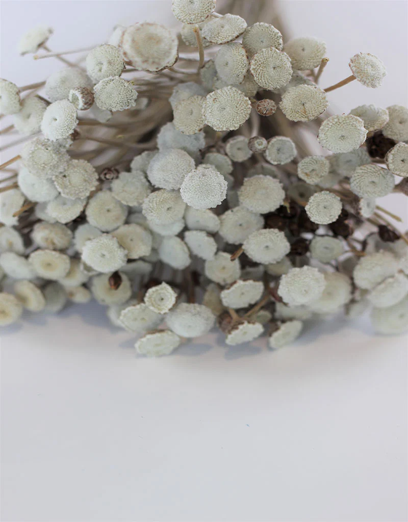 Dried Batao - Natural Bunch, 100 grams, 60 cm - Image 3