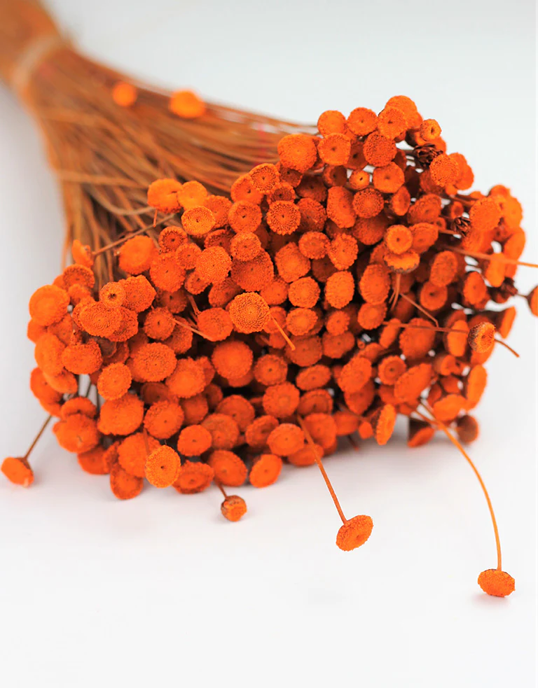 Dried Batao - Orange Bunch, 50 cm - Image 2