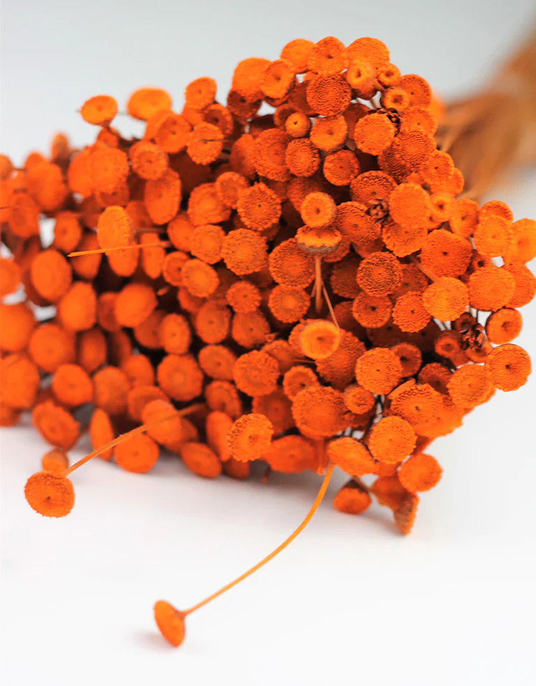 Dried Batao - Orange Bunch, 50 cm - Image 3