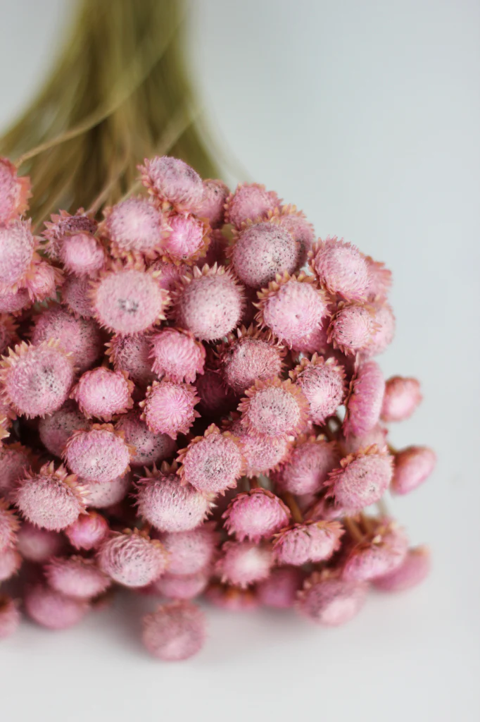 Dried Batao - Pink Bunch, 50 cm - Image 2