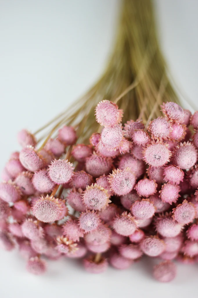Dried Batao - Pink Bunch, 50 cm - Image 3