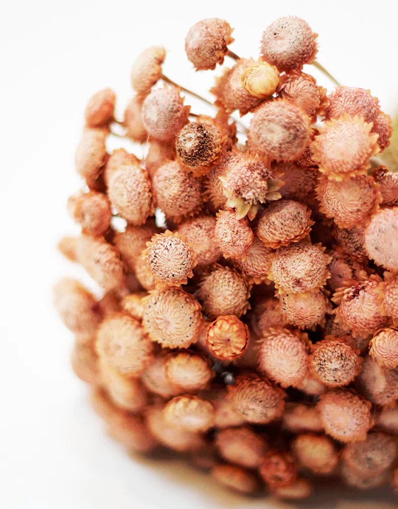 Dried Batao -  Salmon Dry Flowers Stems Bunch, 55cm - Image 2