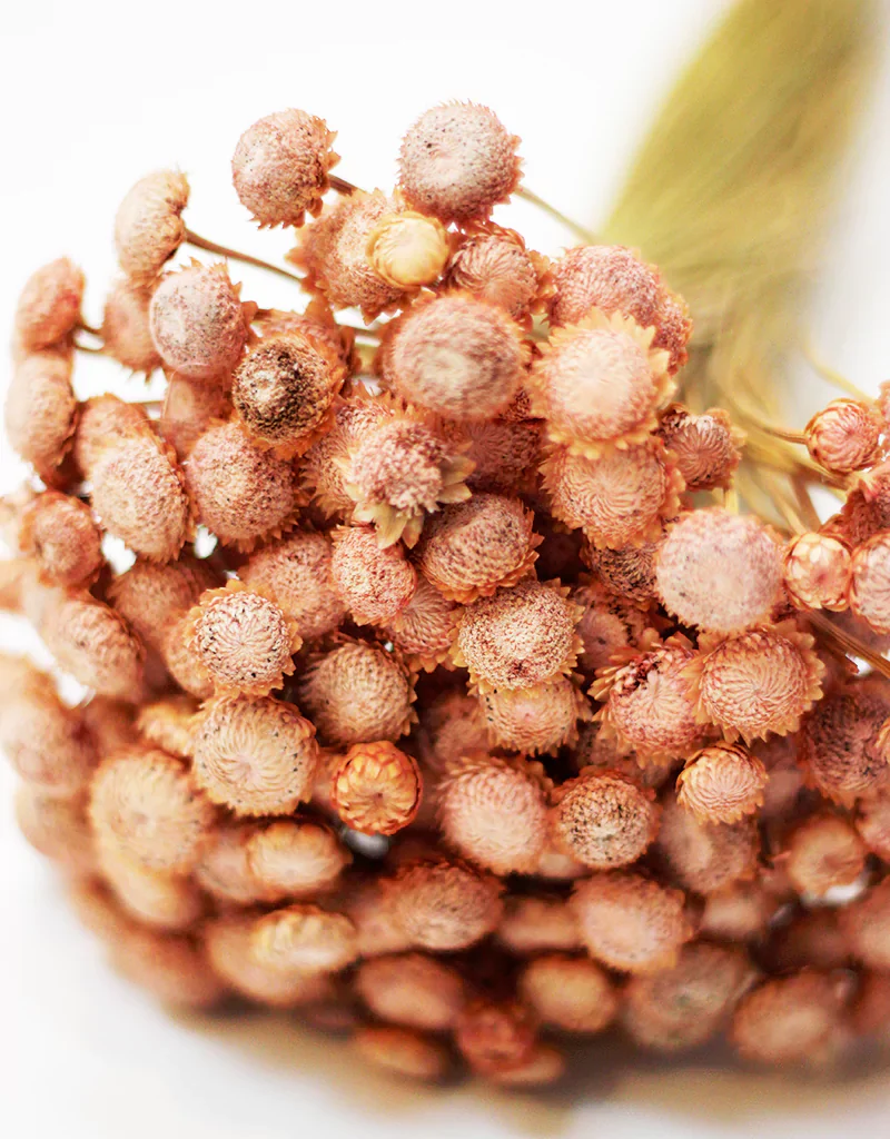 Dried Batao -  Salmon Dry Flowers Stems Bunch, 55cm - Image 3
