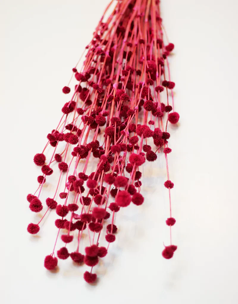 Dried Big Mars bunch - Cerise Pink Dried Flowers Stems, 65cm