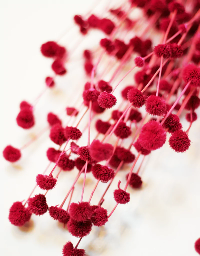 Dried Big Mars bunch - Cerise Pink Dried Flowers Stems, 65cm - Image 2