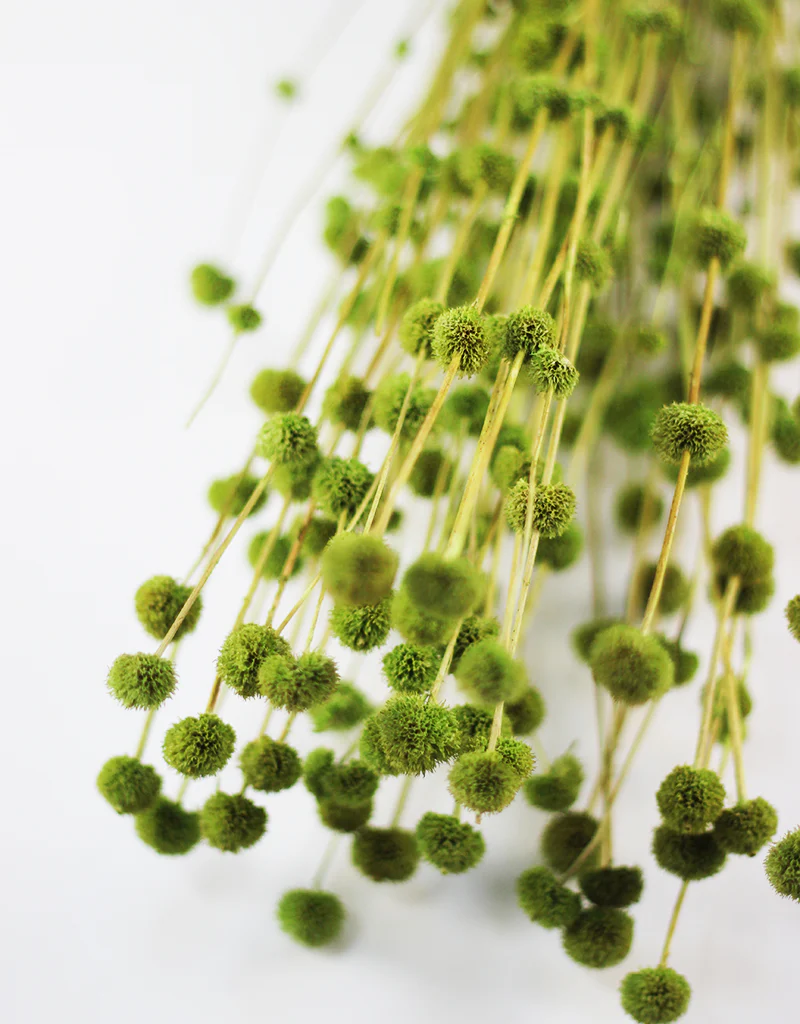Dried Big Mars Flowers bunch - Green, 65cm - Image 2