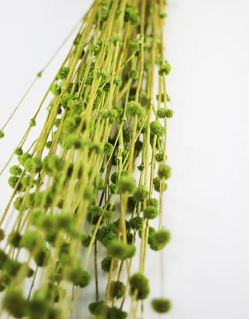 Dried Big Mars Flowers bunch - Green, 65cm - Image 3