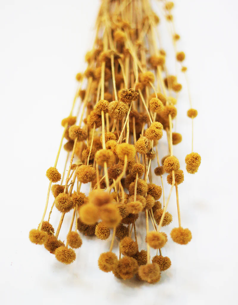 Dried Big Mars flowers bunch - Mustard, 65cm - Image 2