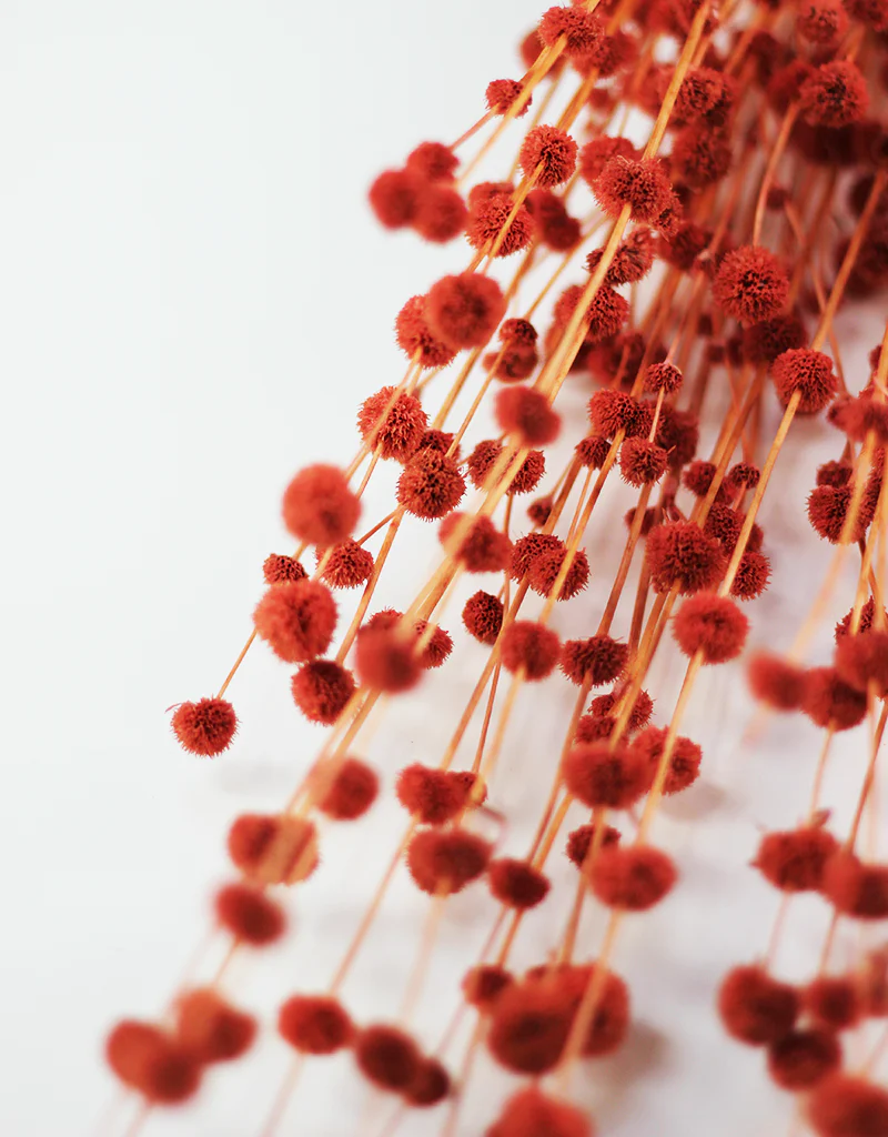 Dried Big Mars Flowers bunch - Salmon, 65cm - Image 2