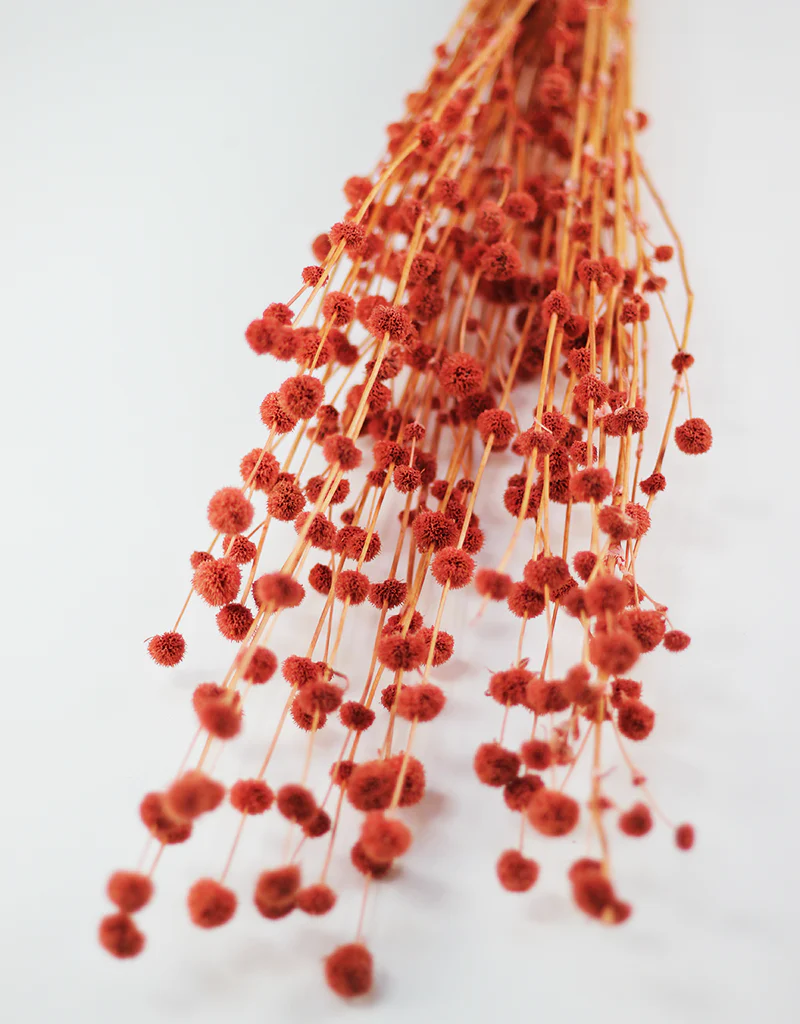 Dried Big Mars Flowers bunch - Salmon, 65cm - Image 3
