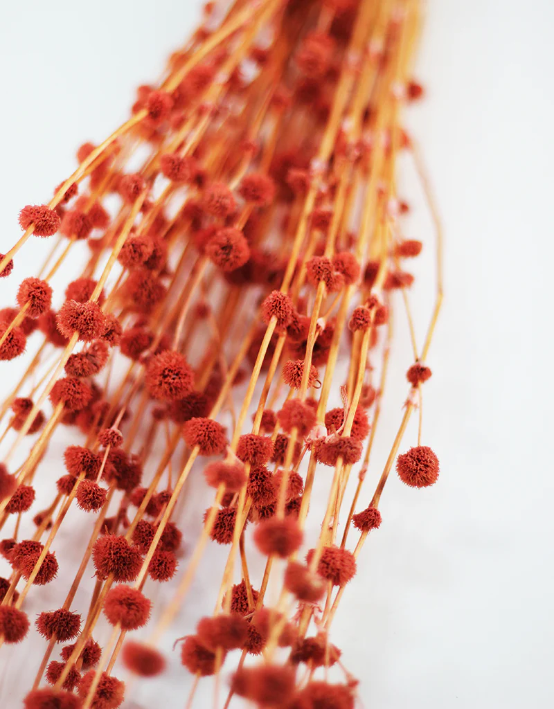 Dried Big Mars Flowers bunch - Salmon, 65cm - Image 4