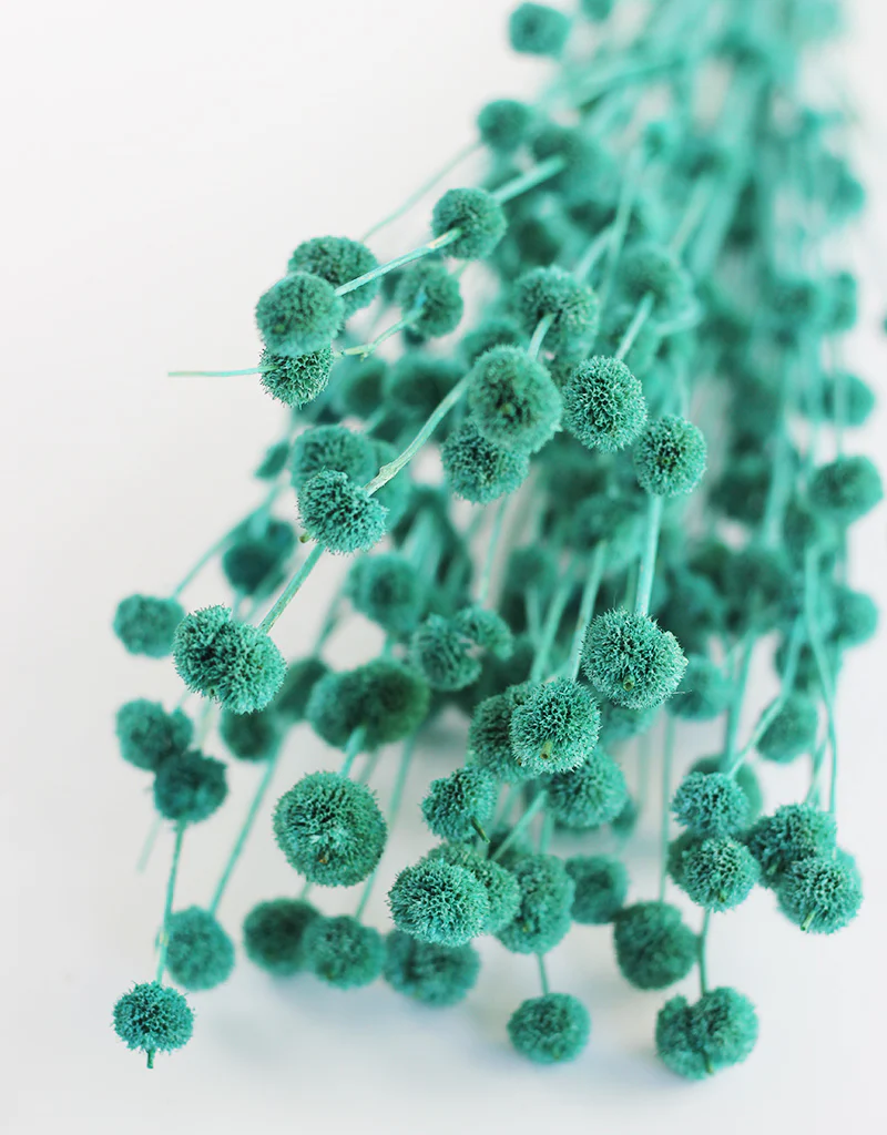 Dried Big Mars Flowers Bunch - Turquoise, 60 cm - Image 2