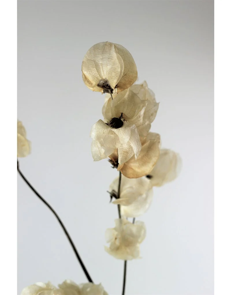 Dried Bougainvillea - Bleached, 45 cm - Image 3