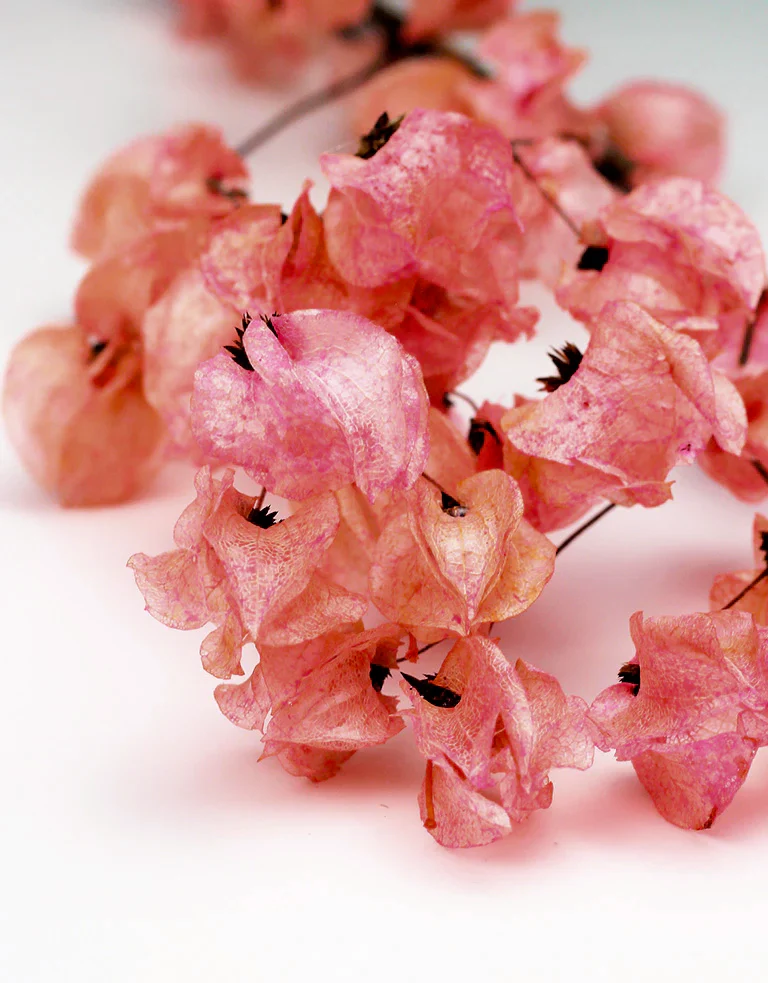 Dried Bougainvillea -  Dusky Pink Bunch, 65 cm - Image 2