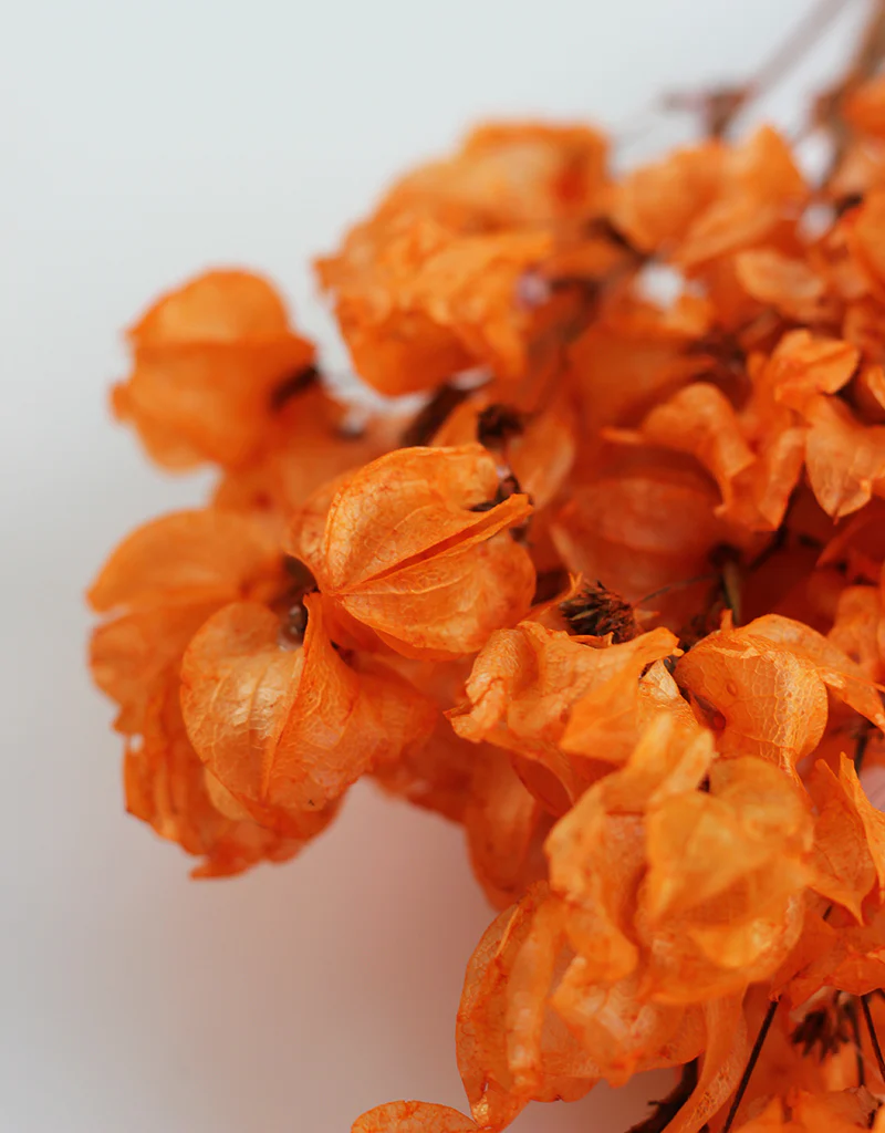 Dried Bougainvillea Flowers - Orange Bunch, 45 cm - Image 3