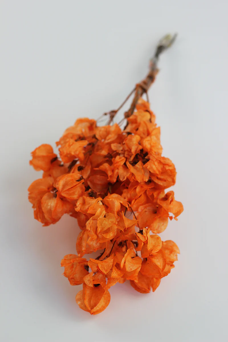 Dried Bougainvillea Flowers - Orange Bunch, 45 cm - Image 4